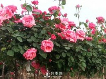 月季新葉卷曲枯萎，對癥下藥教您防治