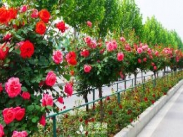 怎樣給栽植樹(shù)狀月季施肥和各種抗性