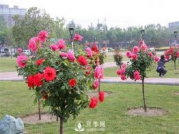 樹(shù)狀月季批發(fā)如何對各種病害的防治？