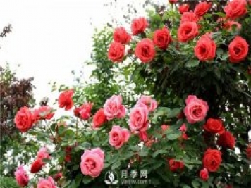 月季養護中缺各種微量元素時(shí)有哪些不同的表現？
