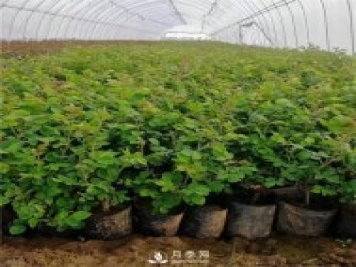 月季小苗如何移栽？苗期如何管理？