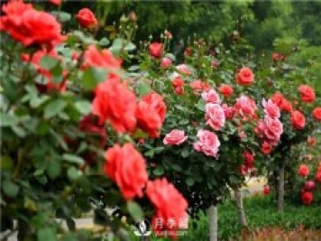 樹(shù)狀月季黑斑病的病理及防治方法是什么？
