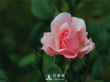 月季網(wǎng)告訴你：月季、玫瑰與薔薇有何區別，該如何分辨？