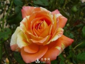 淘寶花店買(mǎi)月季花苗如何不上當