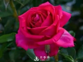 雷吉斯馬寇月季，HT的高雅花型，花瓣超級多