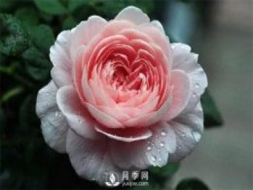 瑞典女王月季，花如其名，高貴優(yōu)雅