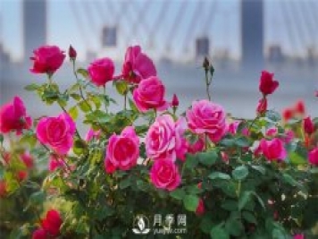 南陽(yáng)城區月季管理主要技術(shù)措施