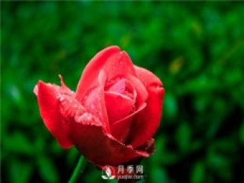 家庭盆栽月季該怎么養