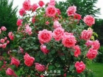 怎樣養好大花月季