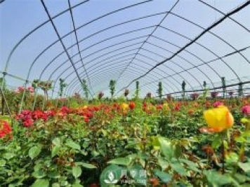 南陽(yáng)盆栽月季花栽培需要什么樣的精心維護