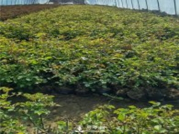各類(lèi)盆栽月季上市，南陽(yáng)杯苗基地全國批發(fā)中