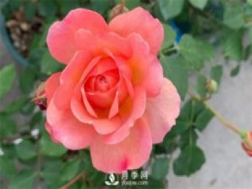 安德烈月季，多頭有枝條就有花苞