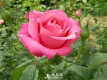 各直轄市、省會(huì )市花和市樹(shù)大全