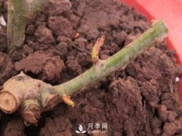春天是個(gè)讓人欣喜的季節，一定要養月季花