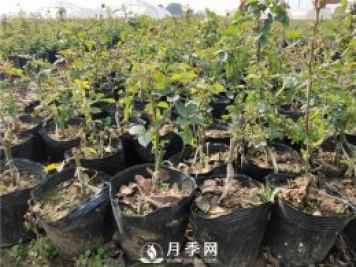 盆栽月季想要養的好！配土很重要