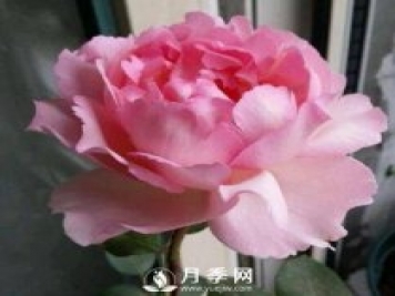 貴族香水，艷壓群芳香味濃的月季