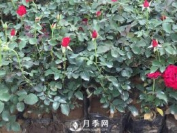 月季養護的水肥管理