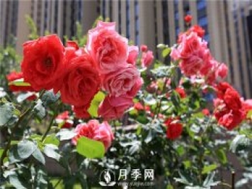 冬季月季花可以施肥嗎？