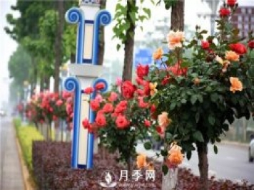 2021年城市園林綠化工程中月季的優(yōu)勢和品類(lèi)分析
