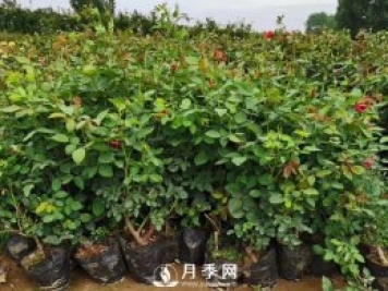 40厘米的月季苗多少錢(qián)一顆？你知道嗎