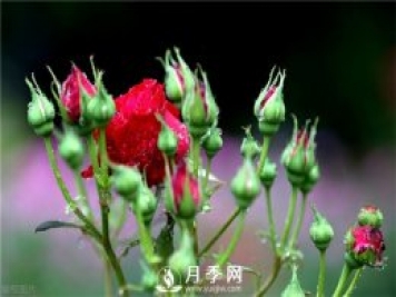 想要月季花苞多 開(kāi)花好看 你需要這樣施肥