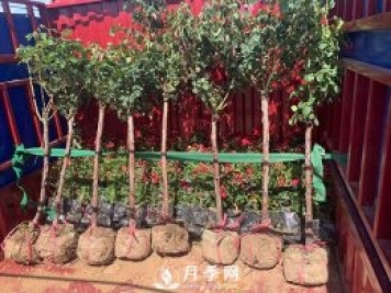 月季網(wǎng)干貨：月季樹(shù)發(fā)貨，運輸，卸貨，栽種，養護必看