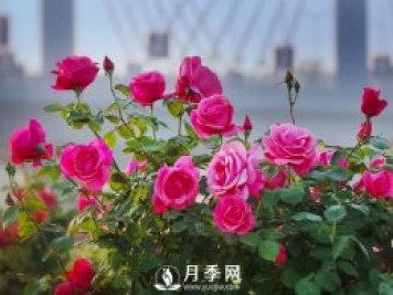 月季，竟有這般豐富的綠化應用造景