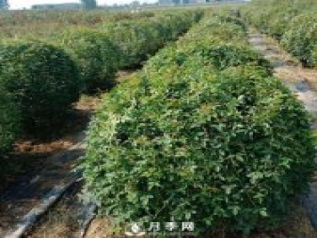 春天來(lái)了，采購造型月季花球的好時(shí)機