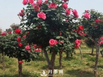 城市道路綠化植物的選擇，主要考慮藝術(shù)效果和功能效果