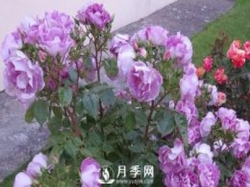 網(wǎng)紅花藍色妖姬和藍玫瑰一樣嗎？ 你更喜歡哪一個(gè)呢？
