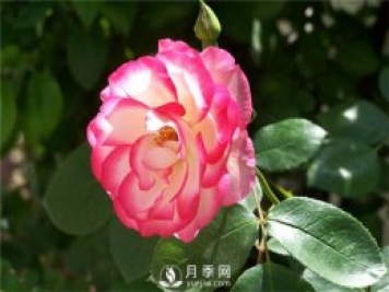 月季花怎么栽培和養護？全面的養殖方法交給你