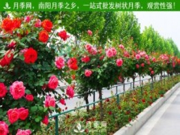 月季網(wǎng)為月季花農拓銷(xiāo)路 園區為客戶(hù)種好月季