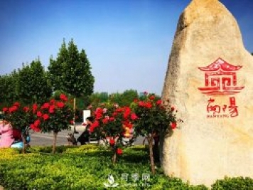 香飄神州，南陽(yáng)月季努力實(shí)現月季產(chǎn)業(yè)轉型升級