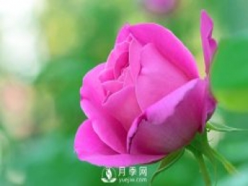 月季詩(shī)詞三首