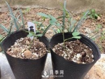 月季牙簽苗的養護方法