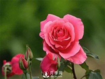 題月季，詩(shī)十三首