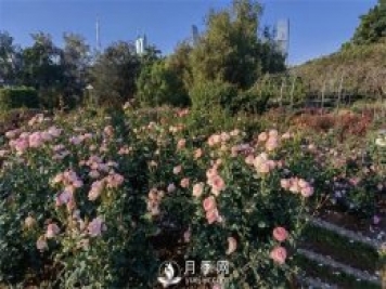 深圳免費月季花展，人民公園月季花盛開(kāi)
