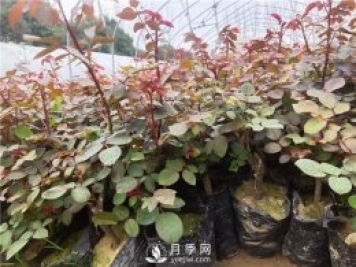 養月季比較好的基質(zhì)配方是什么