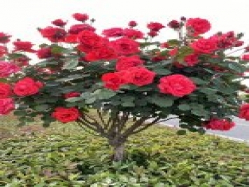 2021年3月，南陽(yáng)3-5公分樹(shù)狀月季上車(chē)批發(fā)價(jià)格