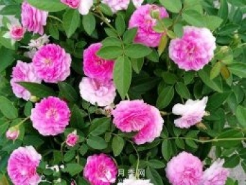 適合陽(yáng)臺的瑪姬嬸嬸月季，小巧花美有香味，開(kāi)花到爆盆！