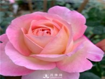 破曉月季，一款濃香型的灌木月季