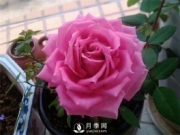 不眠芳香月季，以香味出名的豐花月季滿(mǎn)屋飄香