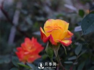 陽(yáng)臺的藤彩虹很喜歡