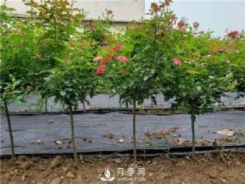 鄉土文化催生鄉村振興新業(yè)態(tài)