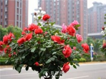 景觀(guān)樹(shù)知識大全，苗木人必備