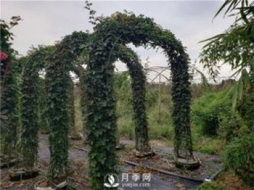 大氣漂亮的月季拱門(mén)該如何制作？