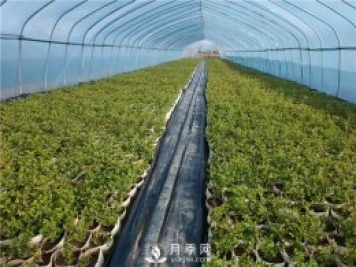 月季該如何緩苗你知道嗎？(花友的經(jīng)驗總結)