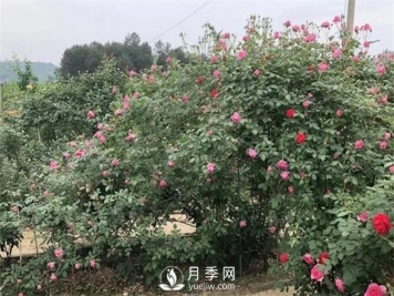 地栽月季花的養殖方法