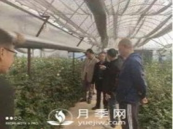 玉溪市開(kāi)展國家級月季鮮切花 高效無(wú)土栽培標準化示范區中期檢查
