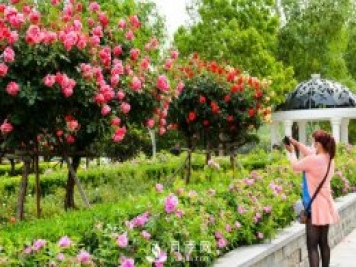 山木香嫁接月季南陽(yáng)月季技術(shù)總結及后期管理